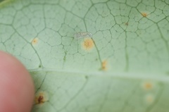 Puccinia coprosmae