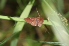 Leptostales rubromarginaria