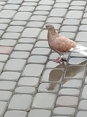 Columba livia domestica