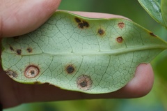 Puccinia coprosmae
