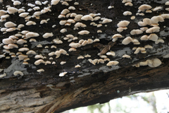 Crepidotus lateralipes