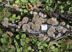 Crepidotus lateralipes