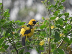 Icterus mesomelas