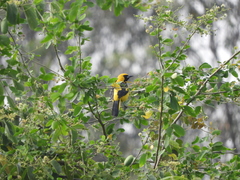 Icterus mesomelas
