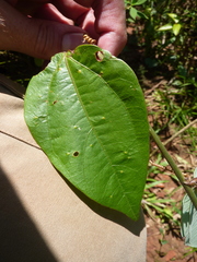 Passiflora auriculata