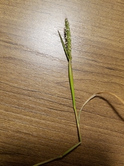 Alopecurus saccatus
