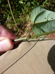 Passiflora auriculata