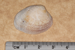 Katelysia rhytiphora