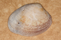 Katelysia rhytiphora