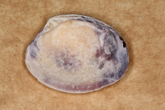 Katelysia rhytiphora