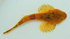 Cottus caeruleomentum