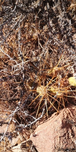 Maihueniopsis crassispina