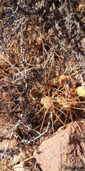 Maihueniopsis crassispina