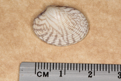 Katelysia rhytiphora