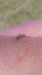 Aedes albifasciatus