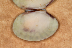 Katelysia rhytiphora