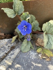 Phacelia campanularia
