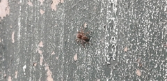 Menemerus bivittatus