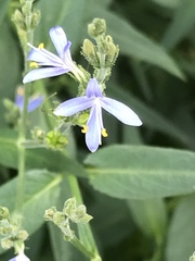 Carlowrightia parviflora