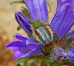 Pygopleurus humeralis