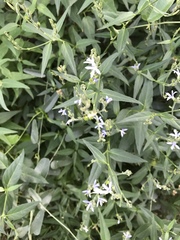Carlowrightia parviflora