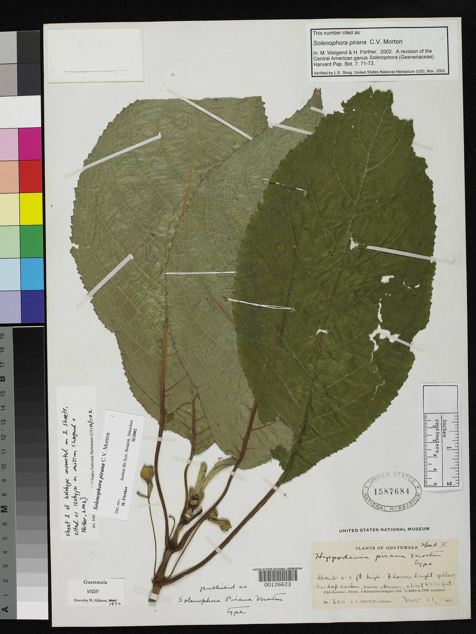 Solenophora pirana