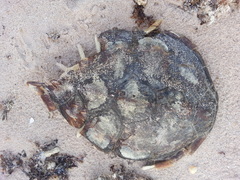 Chelonia mydas