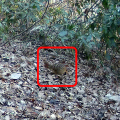 Bambusicola thoracicus