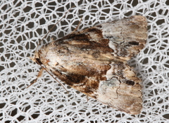Alophosoma emmelopis