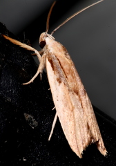 Pilostibes basivitta