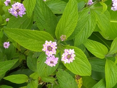 Lantana trifolia