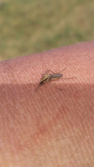 Aedes albifasciatus