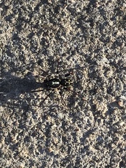 Pentasteron simplex