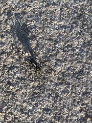 Pentasteron simplex