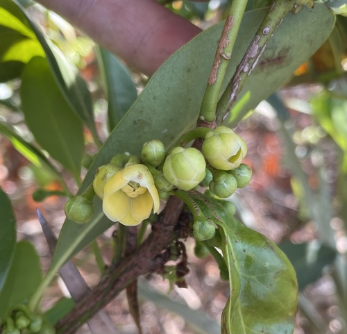 Illicium image
