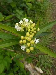Asclepias nivea