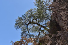 Pinus maximartinezii