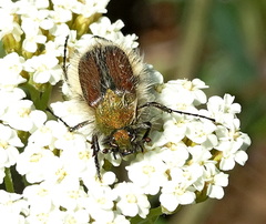 Pygopleurus humeralis