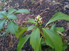 Pachysandra
