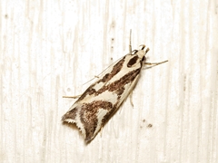 Epithymema incomposita