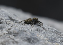 Hakka himeshimensis