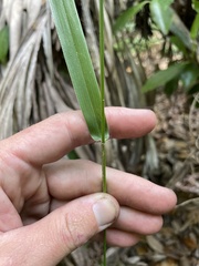 Dichanthelium equilaterale