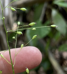 Dichanthelium equilaterale