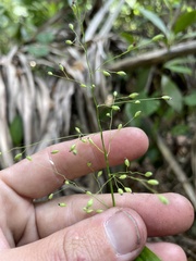 Dichanthelium equilaterale