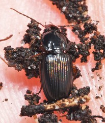 Pterostichus commutabilis