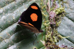 Catonephele numilia esite