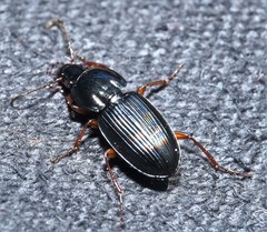 Pterostichus commutabilis