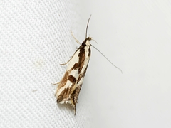 Epithymema incomposita