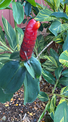 Costus woodsonii