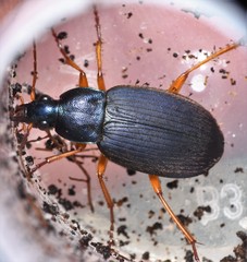 Chlaenius laticollis